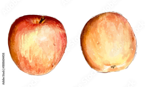 水彩で描いたリンゴのスケッチ