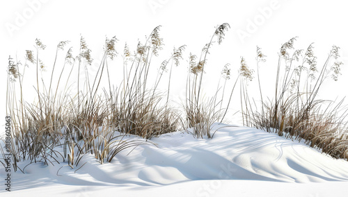 Coastal Beach Grass on White Sand Dune on Transparent Background. PNG.