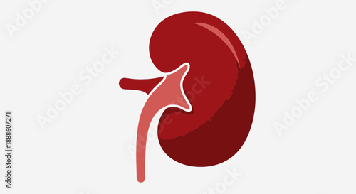 stomach drawing vector illustration