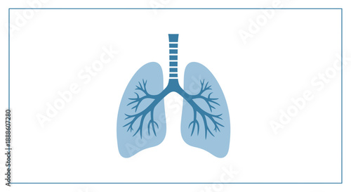 Lungs vector illustration