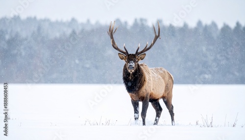 Majestic bull elk stands in snowy landscape, facing camera with large antlers
