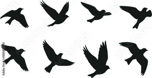 Flying bird silhouette collection, black birds in different flight poses, wildlife avian shapes isolated on white background illustration