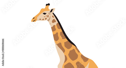 giraffe on white background