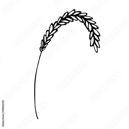 Hand drawn cereal wheat oat rye barley rice ears spikelet clipart Organic wheat bread agriculture farming harvest healthy food Single element for print packaging label design decor