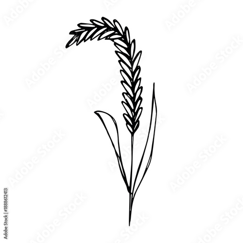 Hand drawn cereal wheat oat rye barley rice ears spikelet clipart Organic wheat bread agriculture farming harvest healthy food Single element for print packaging label design decor
