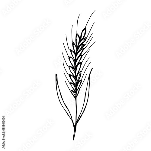 Hand drawn cereal wheat oat rye barley rice ears spikelet clipart Organic wheat bread agriculture farming harvest healthy food Single element for print packaging label design decor