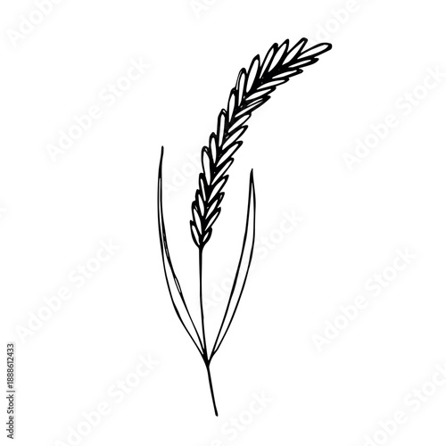 Hand drawn cereal wheat oat rye barley rice ears spikelet clipart Organic wheat bread agriculture farming harvest healthy food Single element for print packaging label design decor