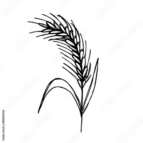 Hand drawn cereal wheat oat rye barley rice ears spikelet clipart Organic wheat bread agriculture farming harvest healthy food Single element for print packaging label design decor