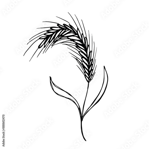 Hand drawn cereal wheat oat rye barley rice ears spikelet clipart Organic wheat bread agriculture farming harvest healthy food Single element for print packaging label design decor
