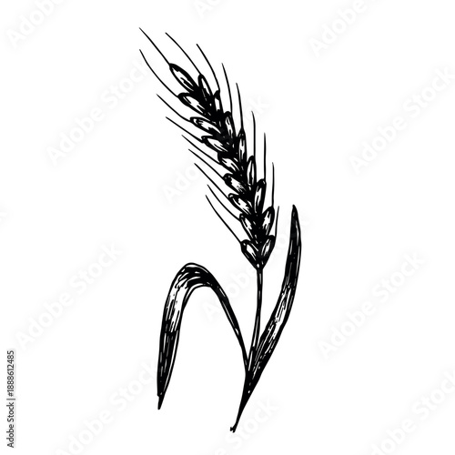 Hand drawn cereal wheat oat rye barley rice ears spikelet clipart Organic wheat bread agriculture farming harvest healthy food Single element for print packaging label design decor