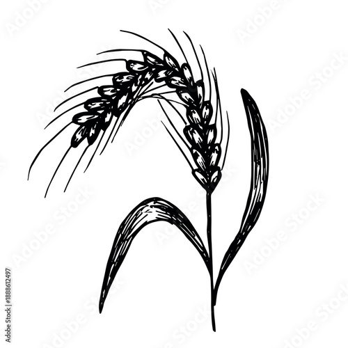 Hand drawn cereal wheat oat rye barley rice ears spikelet clipart Organic wheat bread agriculture farming harvest healthy food Single element for print packaging label design decor