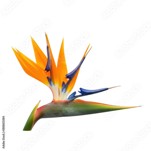 a single, vibrantly colored strelitzia flower featuring sharp orange sepals and sapphire blue petals, captured in a detailed flat-lay studio shot against white, exotic botanical beauty
