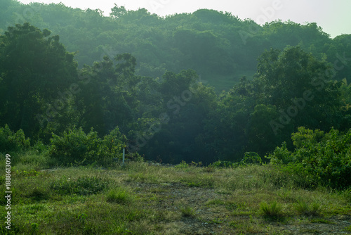 misty morning in the forest