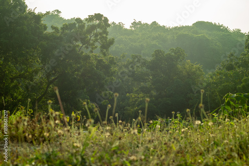 misty morning in the forest
