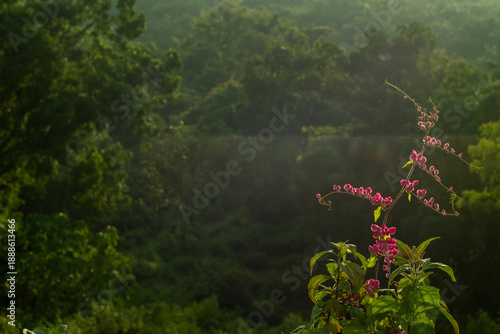 pink flowers in the forest