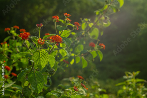 red poppies in the garden