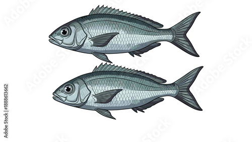 Two silver sea bream fish swimming horizontally one above the other depicted in a clean and realistic digital illustration style on white background.