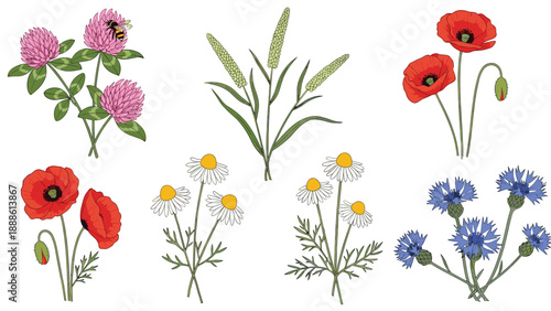 Beautiful set of wildflower illustrations including poppies, daisies, cornflowers, and clover with a small bee on the blossom.