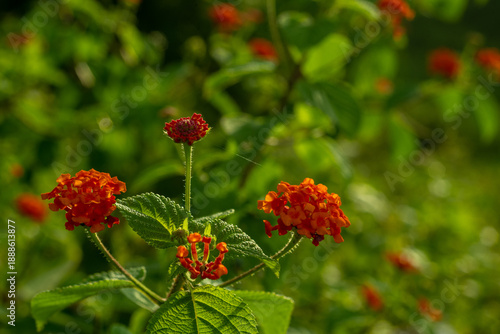red poppy flowers