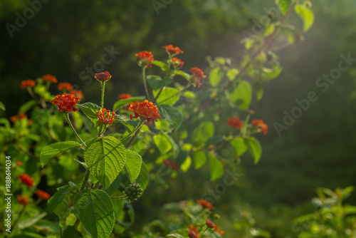 red poppies in the garden