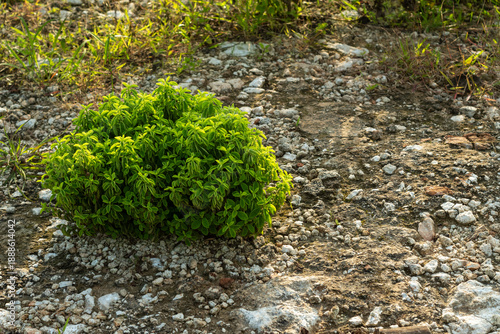 shrubs growing on rocks