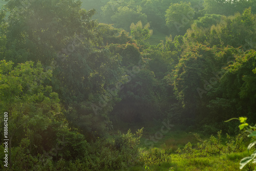misty morning in the forest