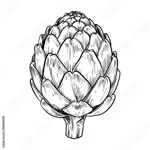 artichoke vegetable vector line art hand drawn illustration