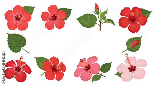 Botanical set of red and pink hibiscus flowers with green leaves and buds in various stages of bloom on a white background.
