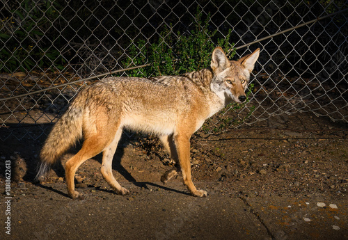 Εκτύπωση καμβά A coyote at the suburb of San Jose. California. USA.