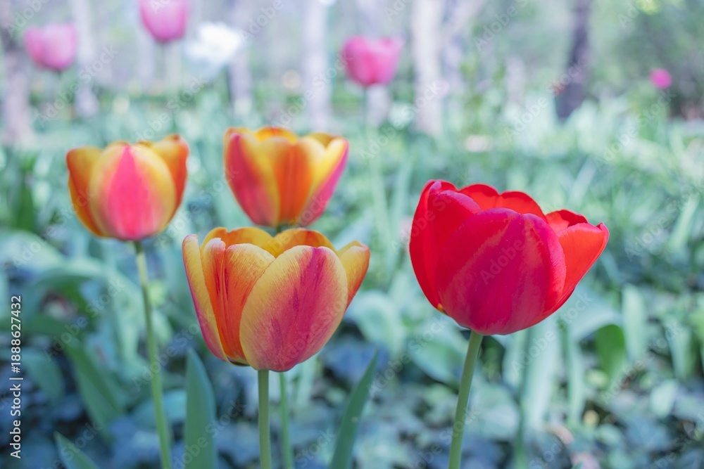 Fototapeta premium Bright red and pink tulips blooming in a spring garden