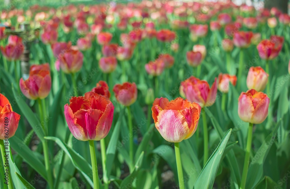 Fototapeta premium Bright red and pink tulips blooming in a spring garden
