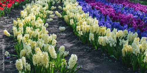 Bright rows of hyacinths in a spring garden, purple, blue and white hyacinths