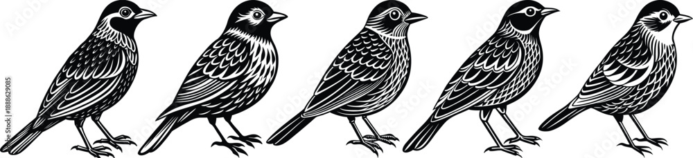 Fototapeta premium Five quail birds standing in a row illustration