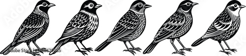 Five quail birds standing in a row illustration