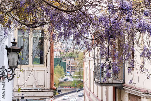 Purple wisteria plant blooming in the Old Tbilisi