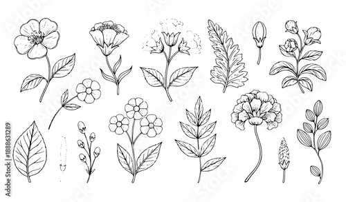 Medieval Illuminati Manuscript Floral Clip Art Vector Set in Romanesque Style