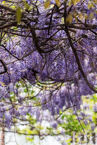 Wallpaper Mural Purple wisteria plant blooming in the Old Tbilisi Torontodigital.ca