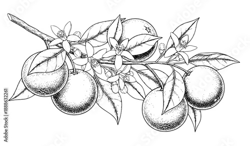 Hand-Drawn Engraving Orange Tree Branch Vector with Ripe and Green Fruits, Flowers, and Leaves