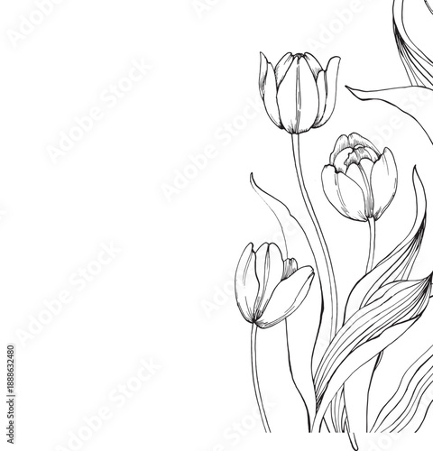 Tulip graphic vector illustration, hand-drawn in ink. Black and white sketch of a flower with a bud and leaves. Isolated object for designing cards, labels, and packaging.