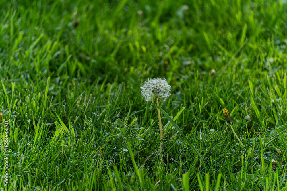 custom made wallpaper toronto digitalDandelion in the meadow with fresh juicy grass