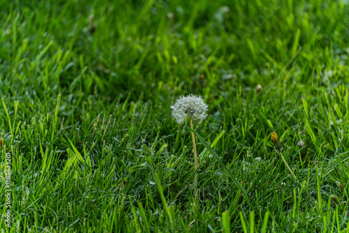 Wallpaper Mural Dandelion in the meadow with fresh juicy grass Torontodigital.ca
