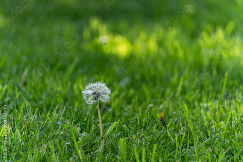 Wallpaper Mural Dandelion in the meadow with fresh juicy grass Torontodigital.ca