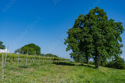 Wallpaper Mural Vineyard in Kakheti region in Georgia Torontodigital.ca