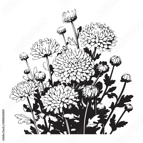 Black silhoutte Aster florals hand drawn sketch desigen.