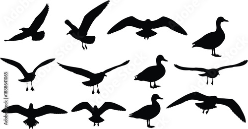 Large collection of seagull and duck silhouettes in various flight poses and standing positions isolated on white background for coastal wildlife nature design.