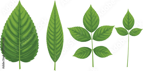 Detailed collection of green leaf illustrations featuring various shapes and ribbed textures isolated on white background for nature environment and botanical design.