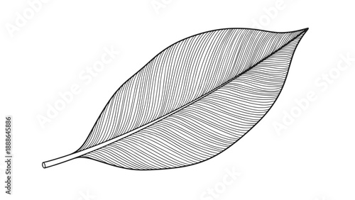 Detailed hand drawn illustration of a single leaf showing intricate vein patterns and botanical textures on a plain white background.