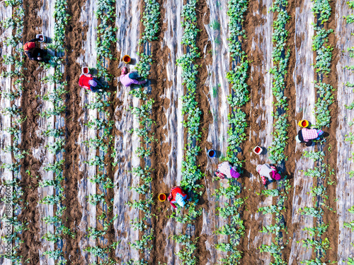 Wallpaper Mural Farmers are working in the watermelon field. Torontodigital.ca