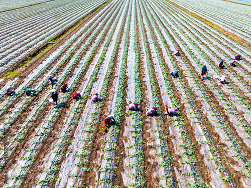 Wallpaper Mural Farmers are working in the watermelon field. Torontodigital.ca
