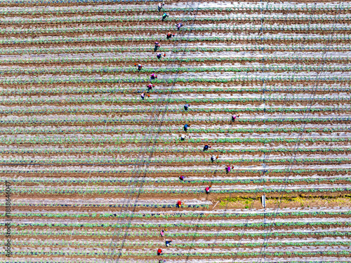 Wallpaper Mural Farmers are working in the watermelon field. Torontodigital.ca